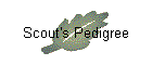 Scout's Pedigree